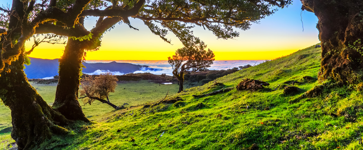 MADEIRA, Feel the perfume of an ocean flower