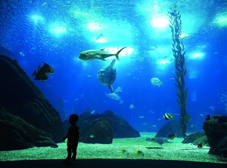 Oceanario2
