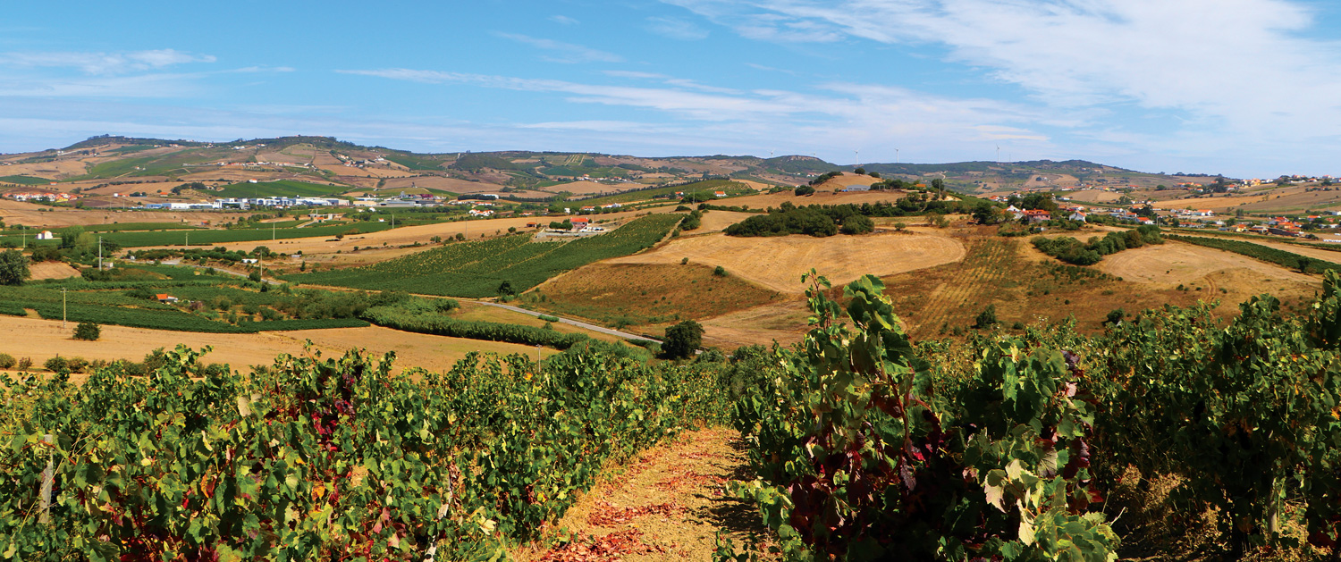 Arruda Dos Vinhos